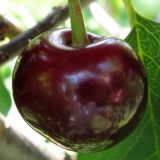 Detaljan opis sorte trešnje vladimir